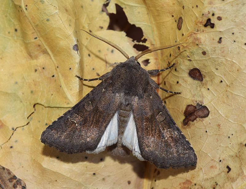 Aporophyla (Phylapora) lutulenta, Noctuidae